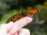 person holding butterfly