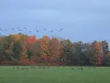 Geese landing in a field with fall leaves behind