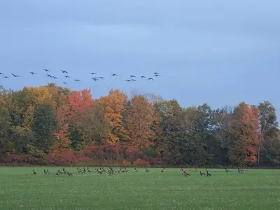 Geese landing in a field with fall leaves behind