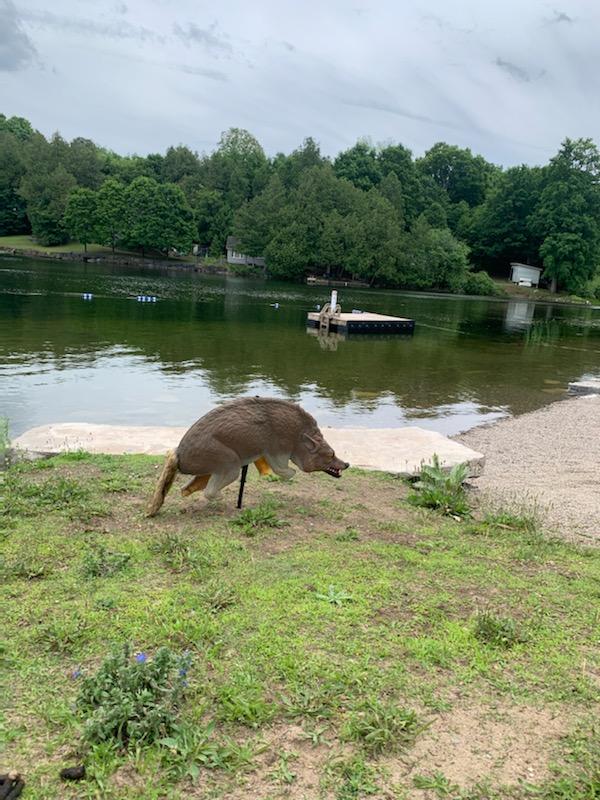 coyote decoy at point park