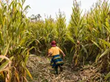 A child running through a corn maze