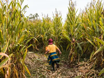 A child running through a corn maze