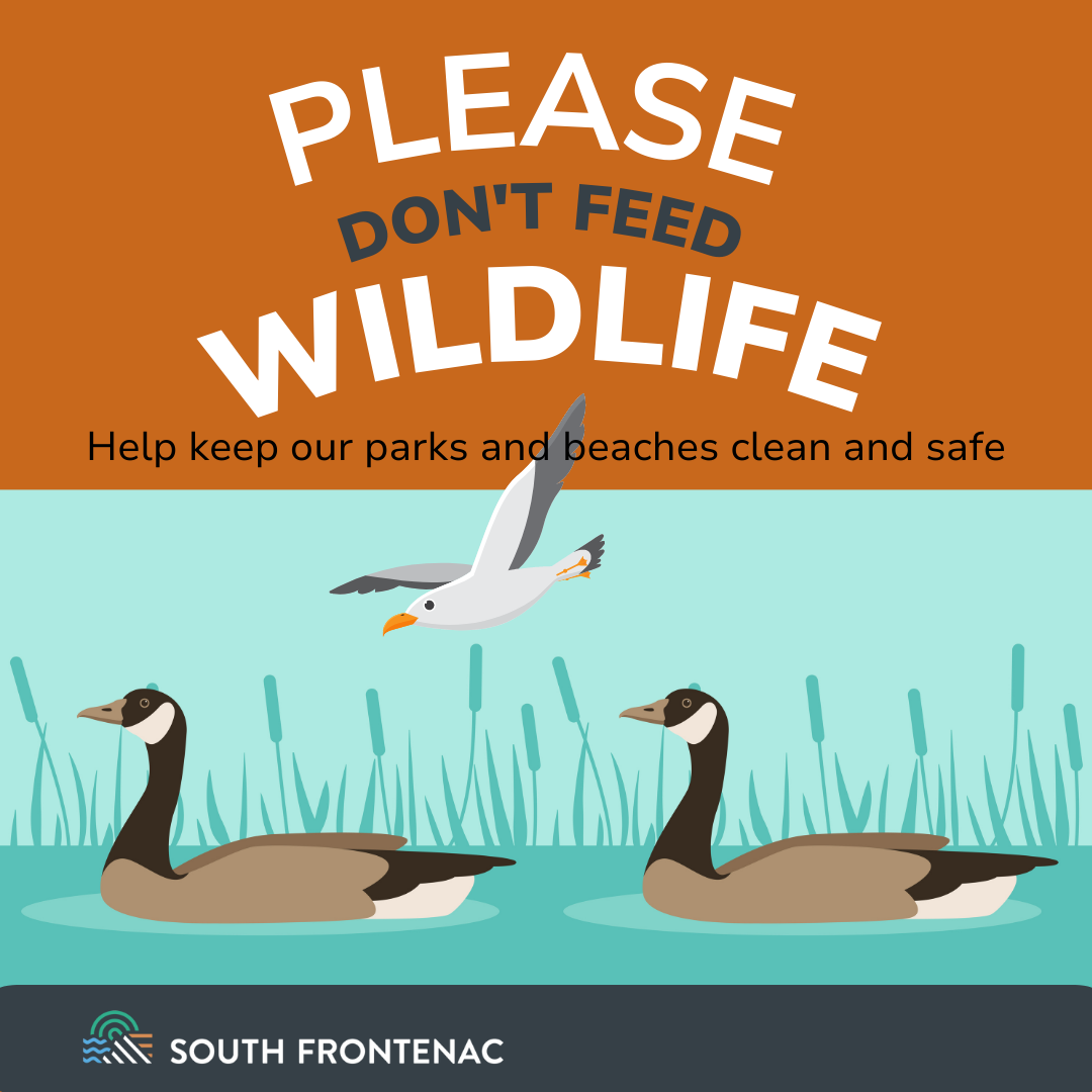 Picture of geese and sign don't feed the wildlife