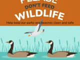 Picture of geese and sign don't feed the wildlife