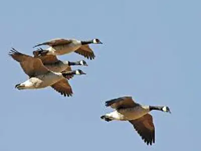 Canadian geese in flight