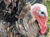 big honkin' turkey