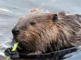 beaver eating a reed
