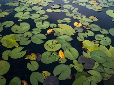 Lily pads