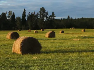 hay bales in a field